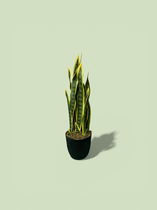 Sanseveria artificiale