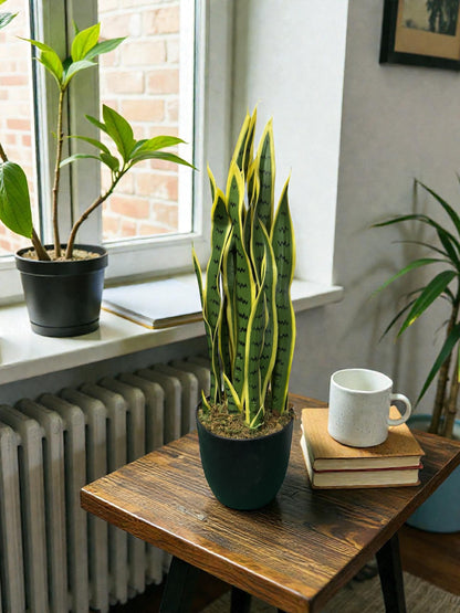 Sanseveria artificiale