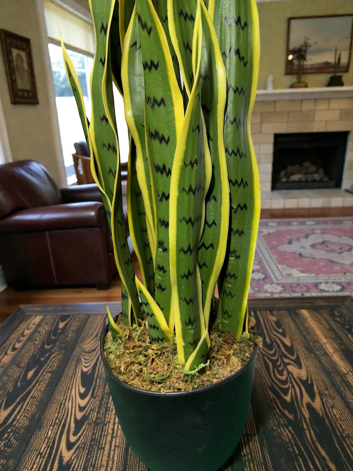 Sanseveria artificiale