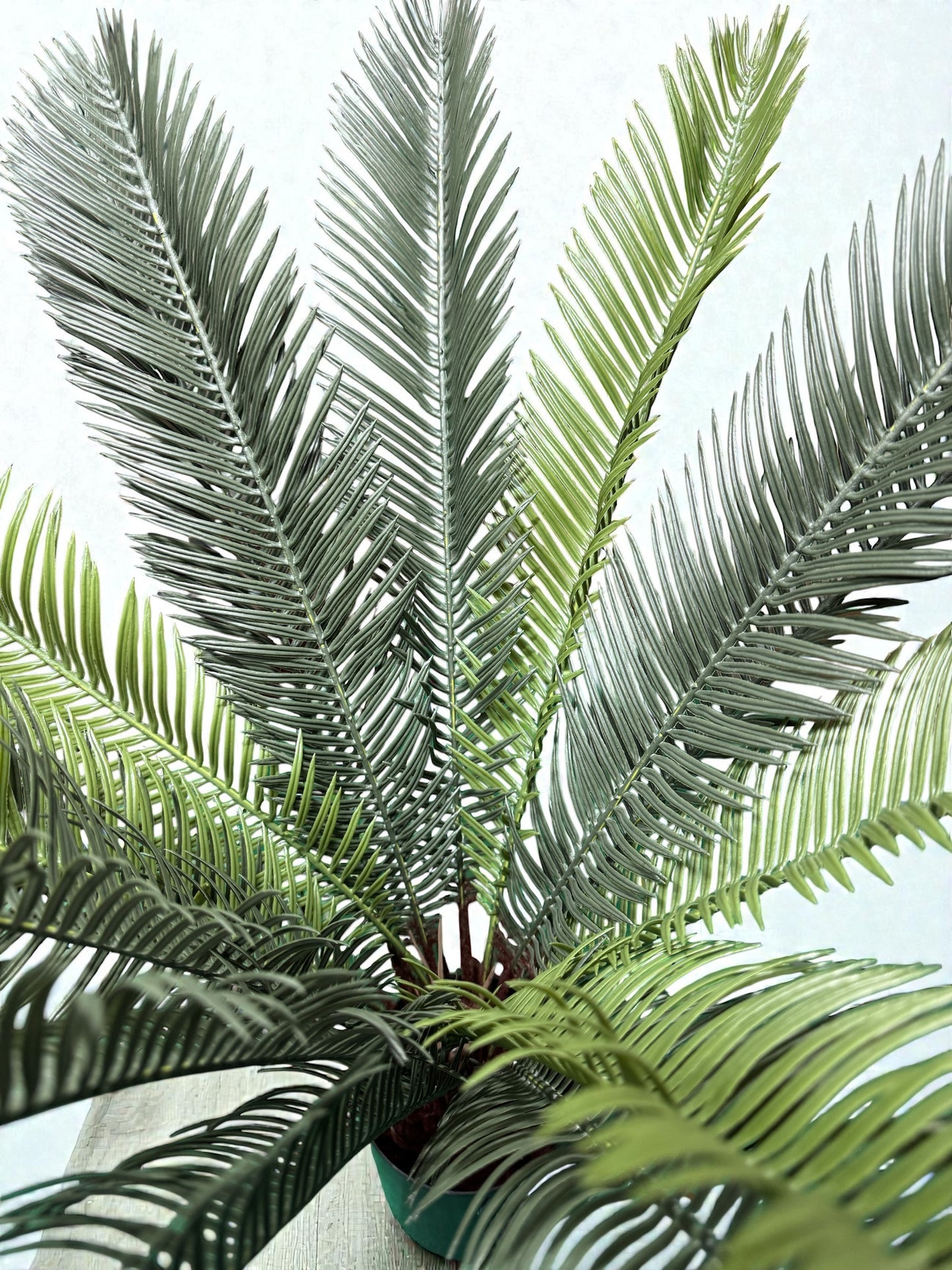 Sago Cycas artificiale