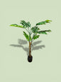 Monstera artificiale